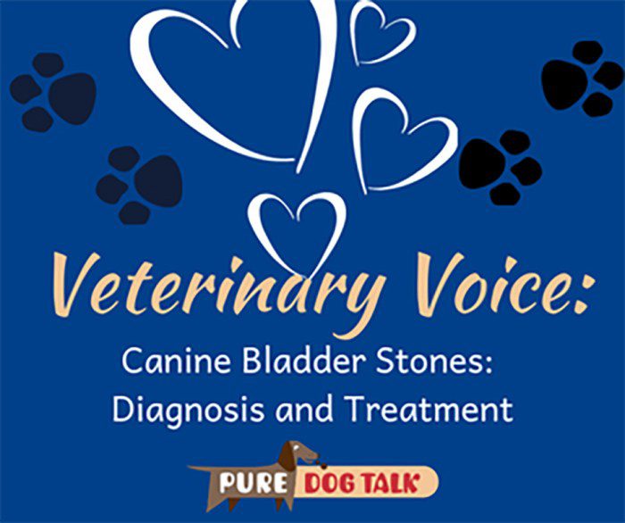 Canine bladder stones diet