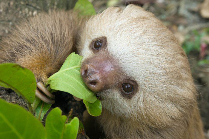 Sloth bear diet