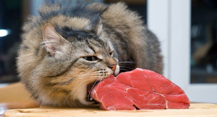 Raw diet cat food