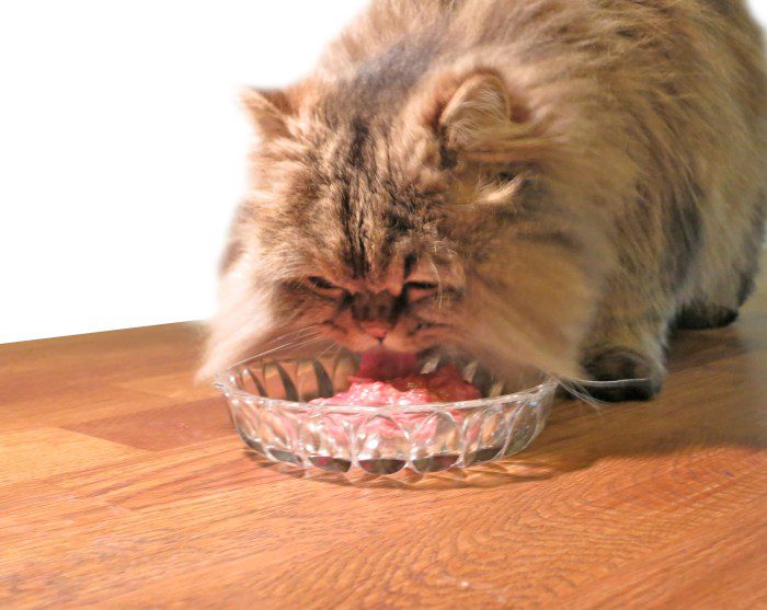 Raw diet cat food