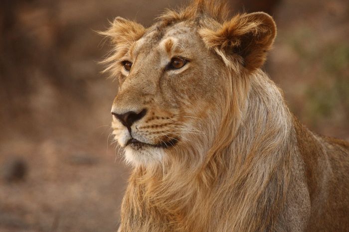 African lions diet