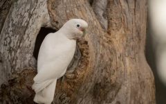 The Goffin Cockatoo Diet: A Guide to Nutrition and Health