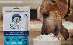 Bland Diet Dog Food: A Guide for Dog Owners