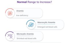 Red Blood Cell Distribution Width (RDW) Blood Test: A Comprehensive Overview