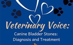 Canine Bladder Stones Diet: A Comprehensive Guide to Prevention and Management