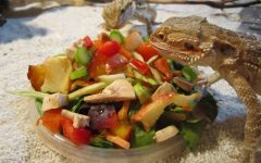 The Bearded Dragon Diet: A Comprehensive Guide to Feeding Your Bearded Dragon