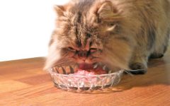 Raw Diet Cat Food: Unlocking Nature’s Goodness for Your Feline Friend