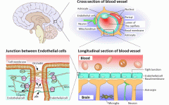 Blood-Brain Barrier: The Gatekeeper of the Central Nervous System