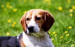 Canine Epilepsy Diet: Nutritional Strategies to Control Seizures