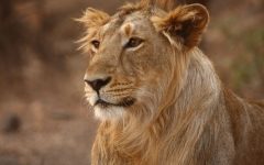 African Lions’ Diet: Unveiling the Culinary Habits of Nature’s Apex Predators