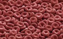 Red Blood Cells: The Vital Oxygen Carriers